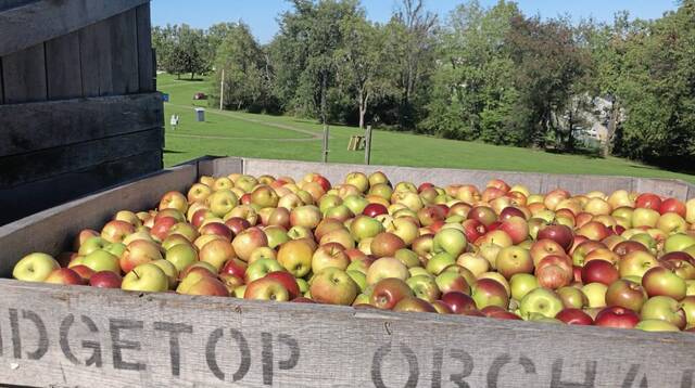 7847135_web1_gtr-APPLES-100221