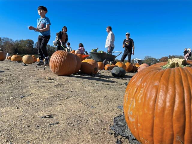 7855310_web1_ptr-people-picking-pumpkins-oct-2024