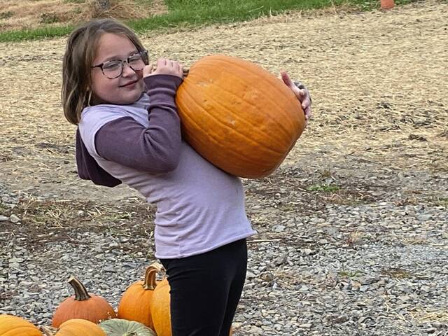 7859100_web1_gtr-StilePumpkins3-102624