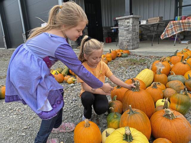 7859100_web1_gtr-StilePumpkins5-102624