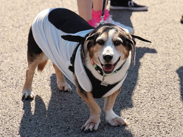 7859841_web1_hj-halloweenparade-103124-12