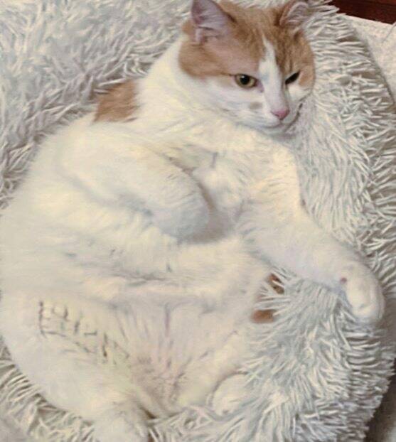 7784020_web1_ptr-pudgypets-101824-10