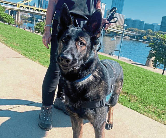 7901356_web1_gtr-ServiceDogsVets-5