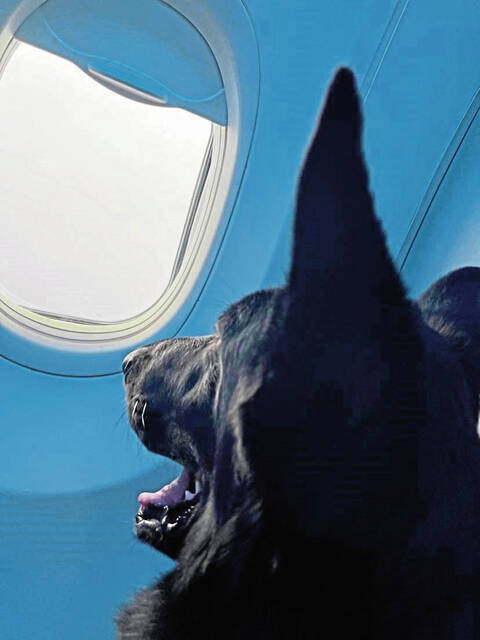 7901356_web1_gtr-ServiceDogsVets-7