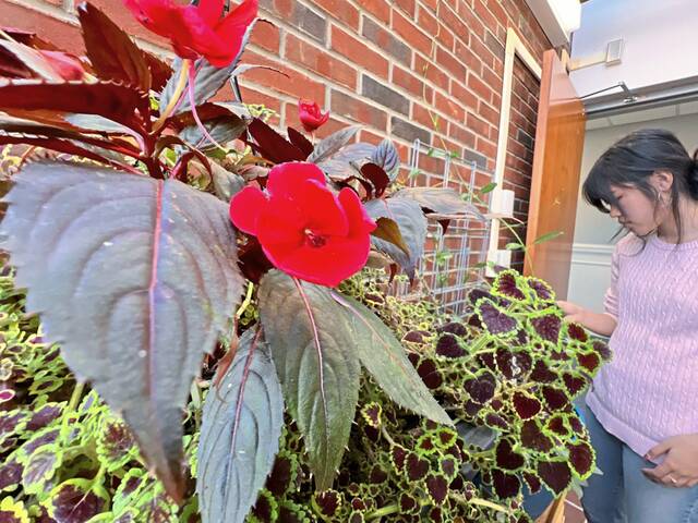 7907446_web1_sew-greenhouse-111424-2
