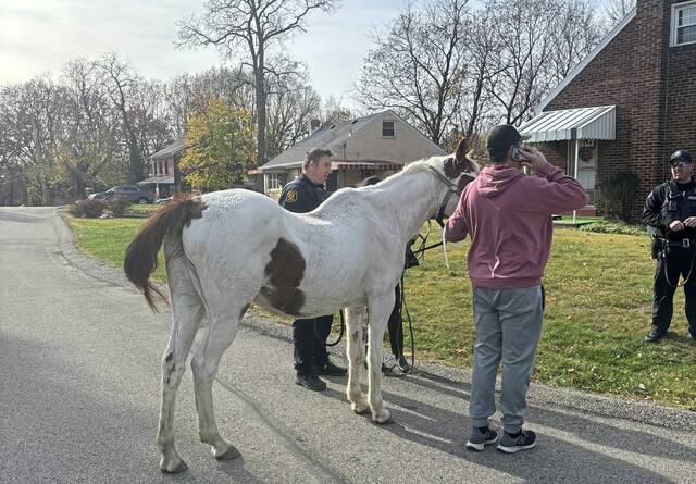 7936934_web1_ptr-RunawayHorse-111524