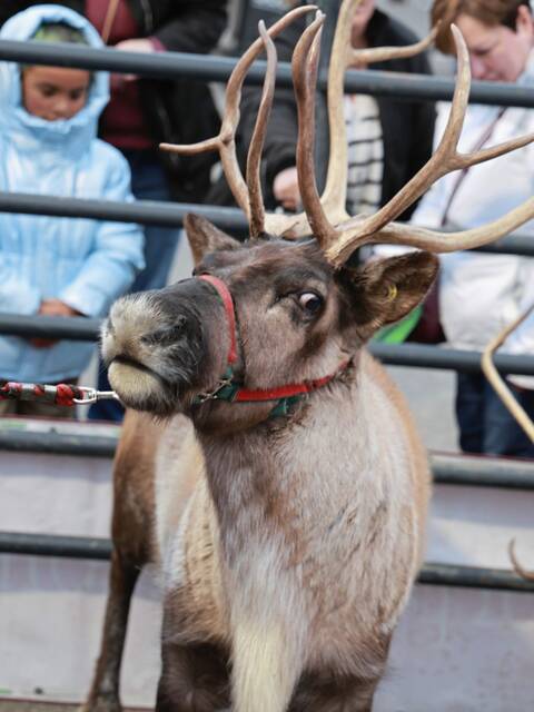 7949721_web1_pcj-holidaydazzle-121224-10