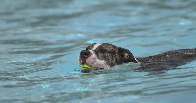 7953525_web1_gtr-lo-PoolDogs6-091220