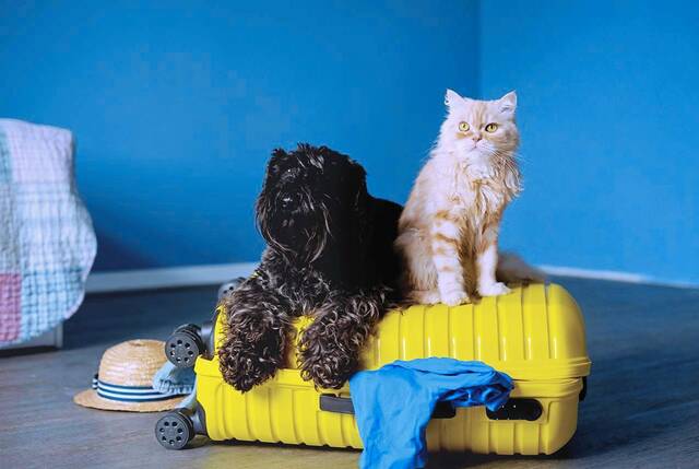 7963845_web1_Dog-and-Cat