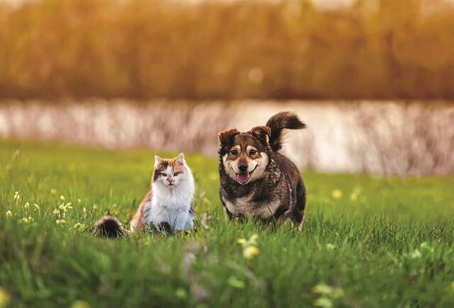 7971768_web1_gtr-web-pets-092723