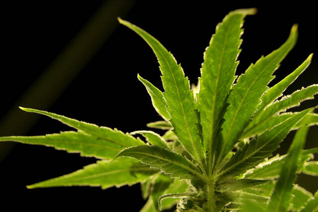 7626868_web1_web-Marijuana2621