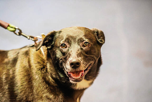 7972084_web1_her-FreeVetCare1-112824