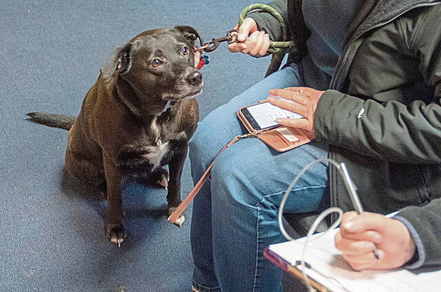 7972084_web1_her-FreeVetCare7-112824