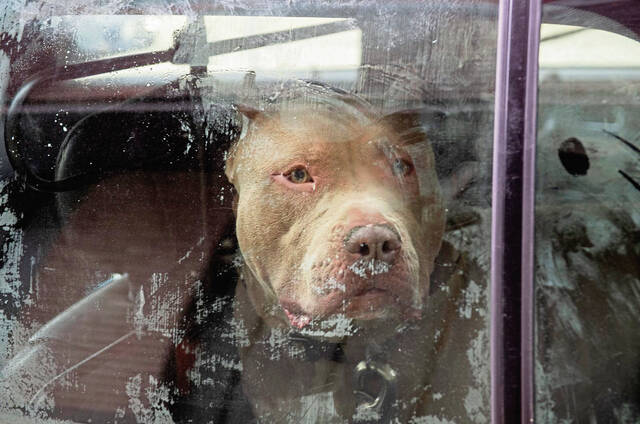 7972084_web1_her-FreeVetCare8-112824