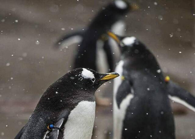 7992783_web1_ptr-penguinsParade2019