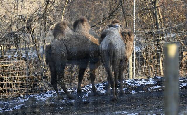 8027194_web1_GTR-CRITTERCOUNTRY2-121224