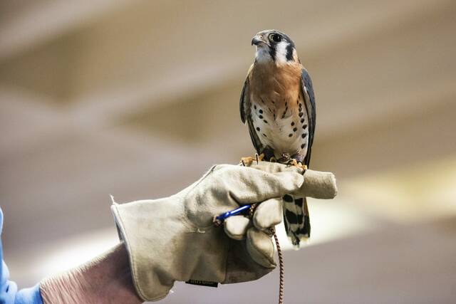 8065908_web1_vnd-birdcount13-122824