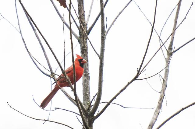 8065908_web1_vnd-birdcount3-122824