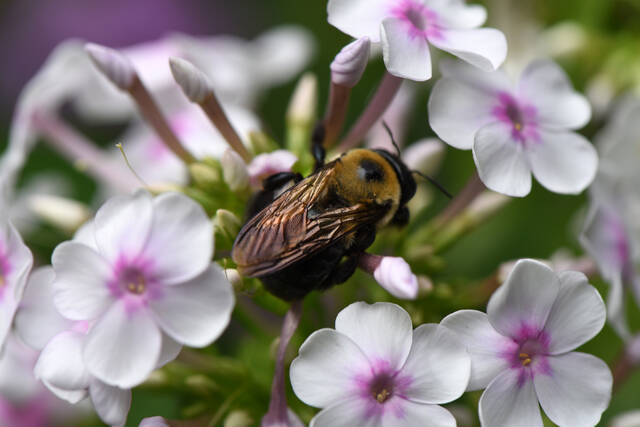 8079591_web1_gtr-liv-pollinator8-062119