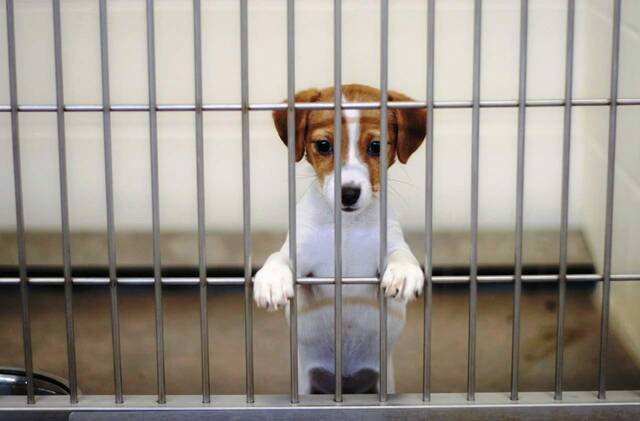 8081367_web1_Animal-Shelter-Dog