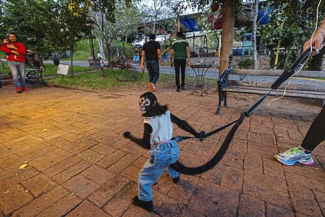 8085280_web1_ptr-SpidermonkeyLA-010525
