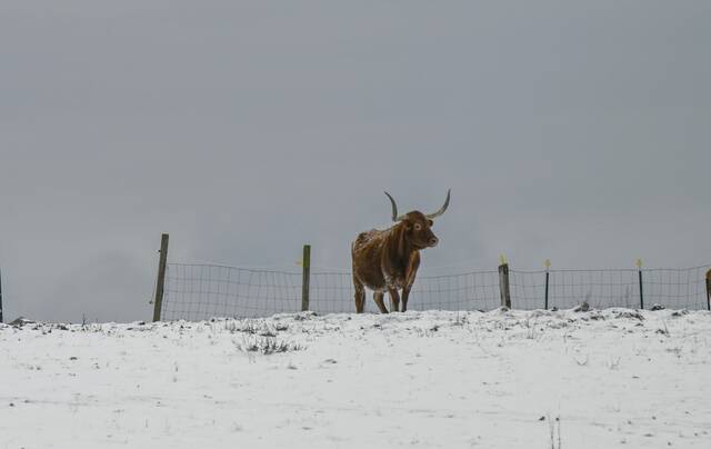 8087235_web1_vnd-lo-snowpics100-010725