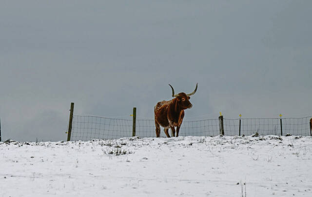 8087967_web1_vnd-lo-snowpics100-010725