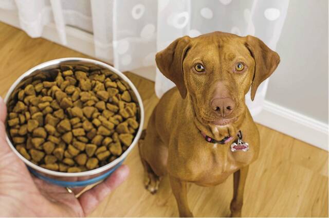 8122398_web1_Dog-food-WEB