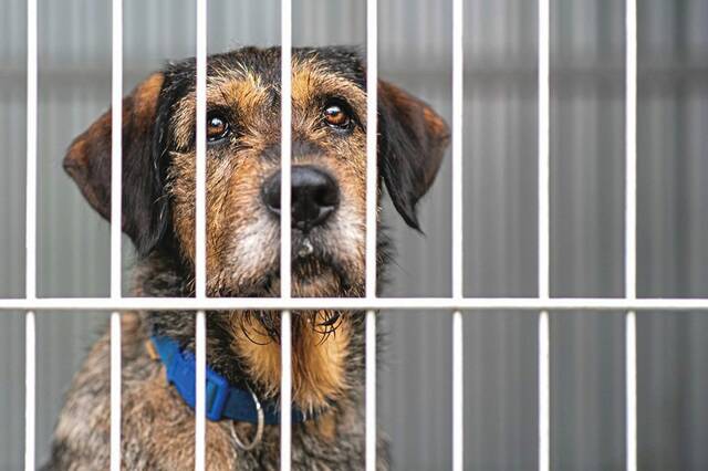 8135344_web1_Dog-animal-Shelter-WEB
