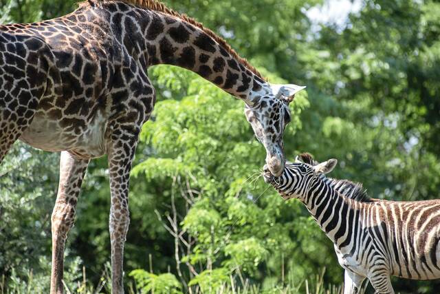 8146846_web1_ptr-giraffedeath01