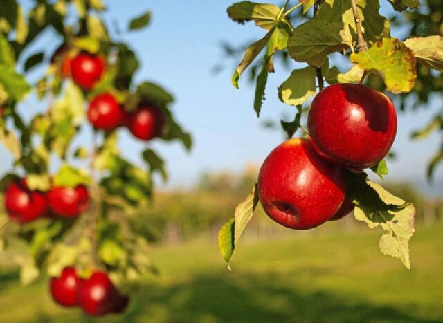 8171143_web1_Apple-tree 8171143_web1_Apple-tree
