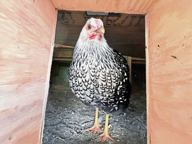 8220069_web1_her-chickens-022725-2