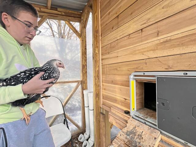 8220069_web1_her-chickens-022725-3