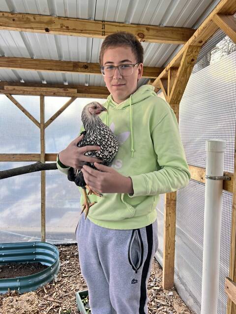 8220069_web1_her-chickens-022725-5