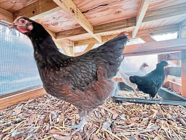 8220069_web1_her-chickens-022725-7