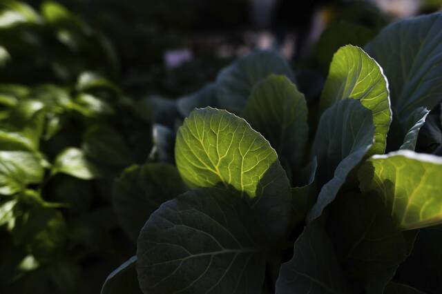 8224325_web1_vnd-farmmarkets-3-053123