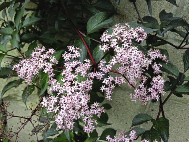 8233156_web1_gtr-liv-garden-01-021420