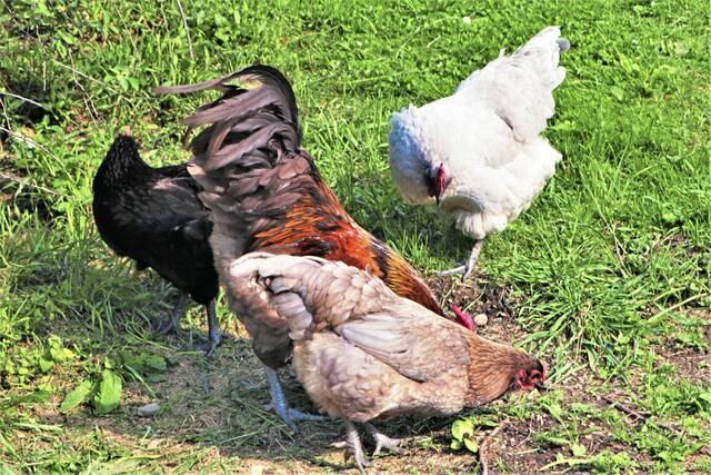 8249262_web1_WEB-chickens