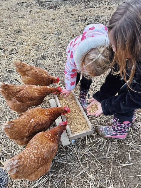 8259559_web1_vnd-her-chickens-022725-9