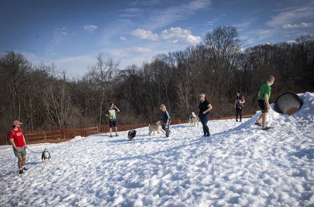 8308732_web1_PTR-DogSnowDay10