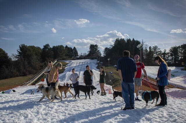 8308732_web1_PTR-DogSnowDay11