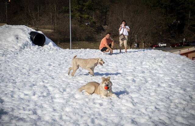 8308732_web1_PTR-DogSnowDay4