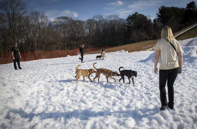 8308732_web1_PTR-DogSnowDay6