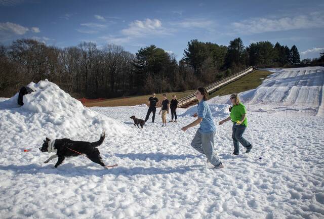 8308732_web1_PTR-DogSnowDay8
