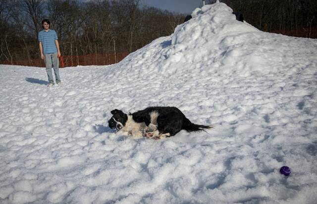 8308732_web1_PTR-DogSnowDay9