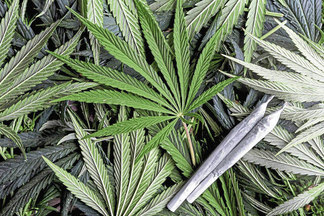8337278_web1_marijuana