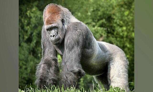 8346069_web1_ptr-PghZooGorilla-032825