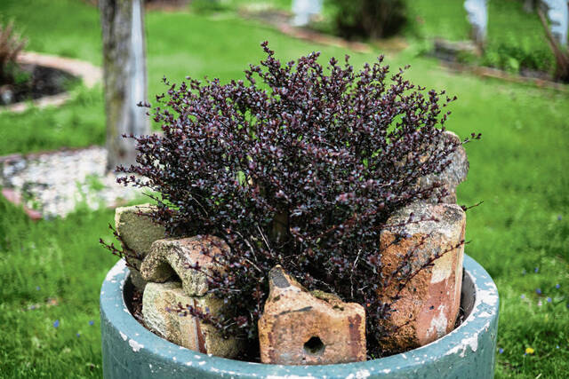 8381903_web1_vnd-gardenstroll3-041025