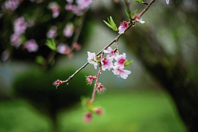8381903_web1_vnd-gardenstroll4-041025