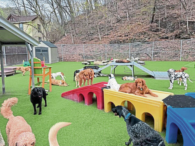 8406743_web1_sew-BarkBarn-16 8406743_web1_sew-BarkBarn-16